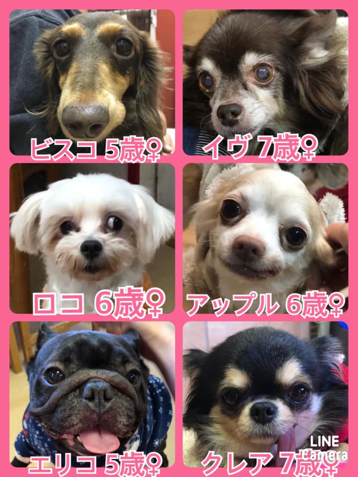 🐾今日の里親様募集中ワンコ🐶メンバーです🐾2020,12,23